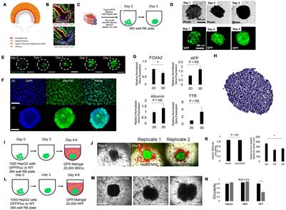 Modeling Liver Organogenesis by Recreating Three-Dimensional Collective Cell Migration: A Role for TGFβ Pathway